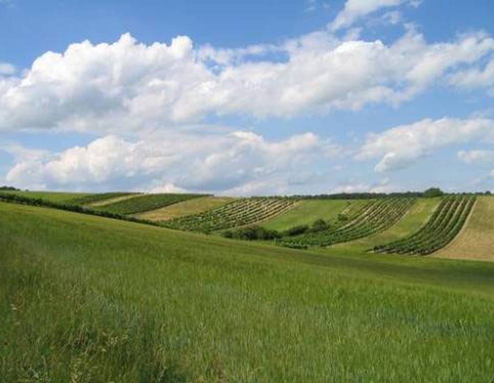 Nähe Mannersdorf - Weingärten Nähe Mannersdorf - Weingärten