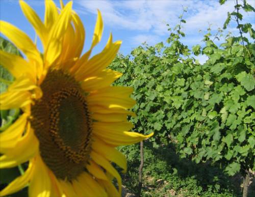 Nähe Pillichsdorf - Sonnenblume