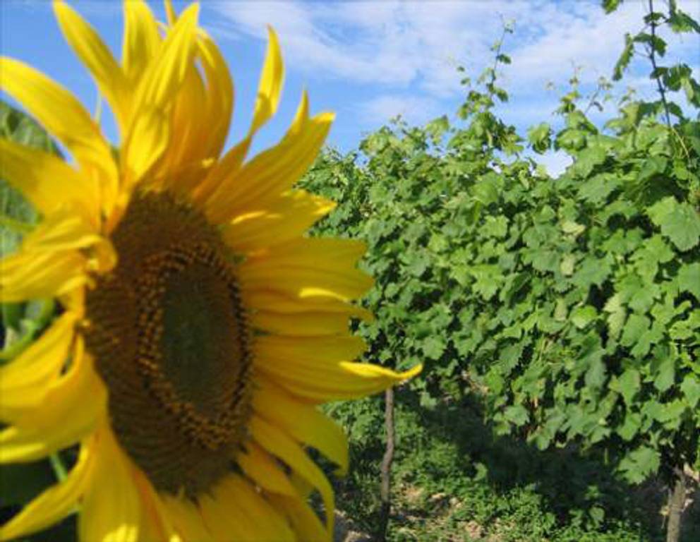 Nähe Pillichsdorf - Sonnenblume Nähe Pillichsdorf - Sonnenblume
