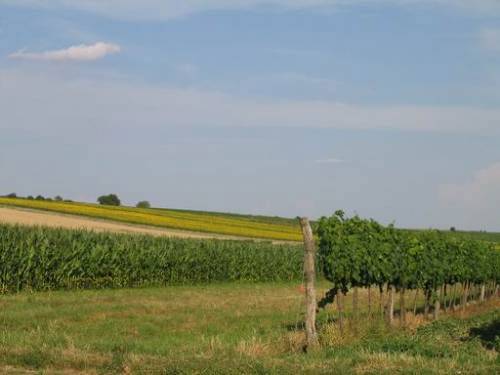 Nähe Pillichsdorf - Weingarten