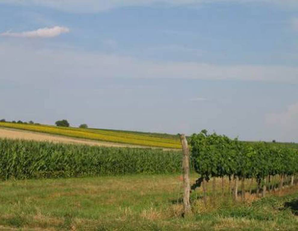 Nähe Pillichsdorf - Weingarten Nähe Pillichsdorf - Weingarten