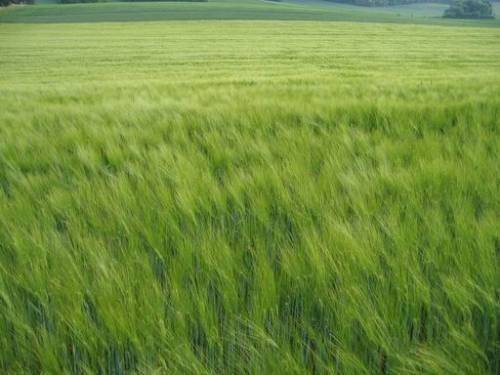 Niederkreuzstetten - Feld