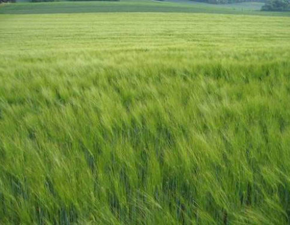 Niederkreuzstetten - Feld Niederkreuzstetten - Feld