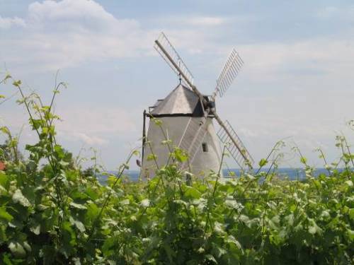 Retz - Windmühle/ Weingarten