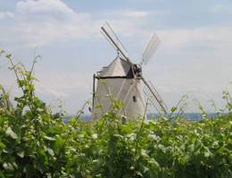 Retz - Windmühle/ Weingarten Retz - Windmühle/ Weingarten