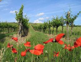 Stetten - Weingarten Stetten - Weingarten