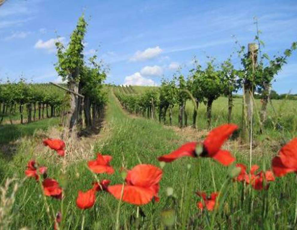 Stetten - Weingarten Stetten - Weingarten