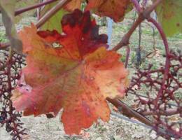 Wolkersdorf - Weingarten Wolkersdorf - Weingarten