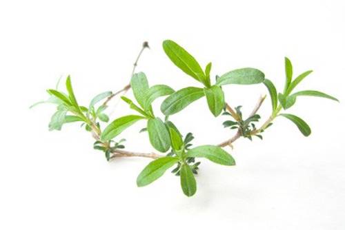 Bohnenkraut Bohnenkraut