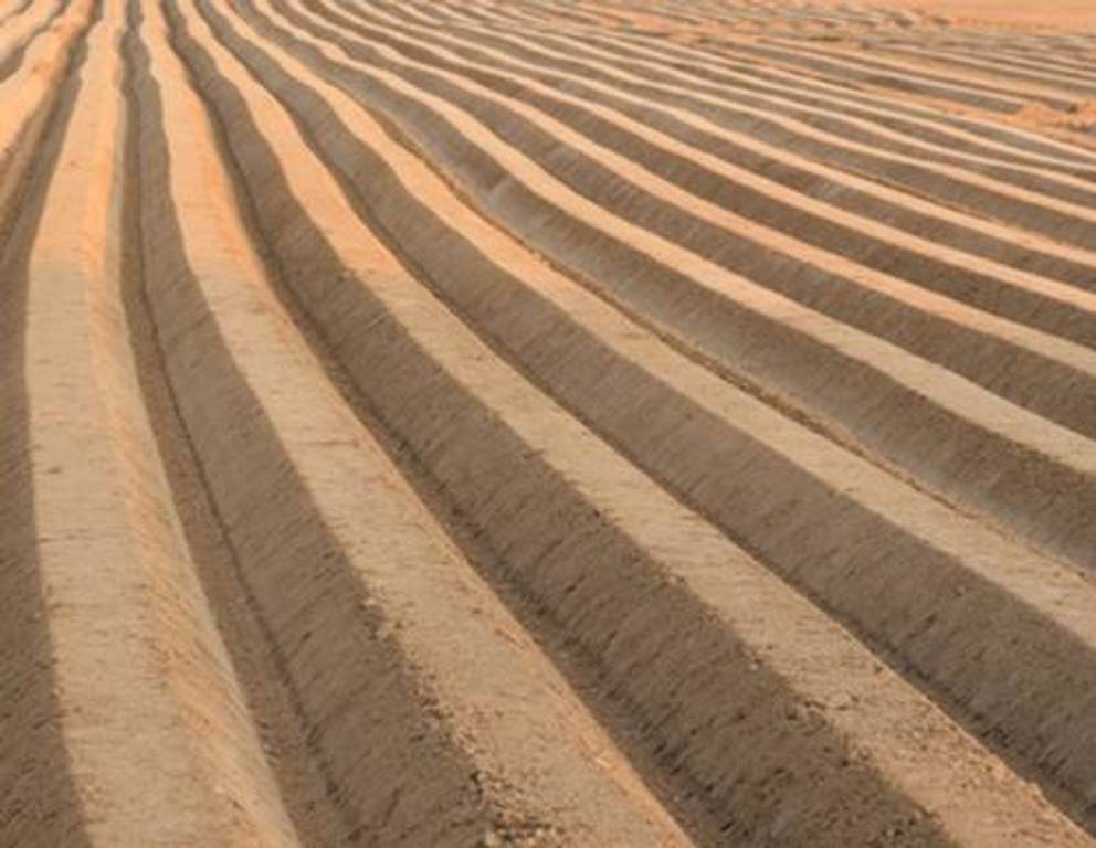 Spargelsaatgut wird zu Jungpflanzen gezogen. Diese werden in vorbereitete Gräben mit lockerer, humusreicher, sandiger Erde gesetzt, angedrückt und mit ca. 5cm Erde bedeckt. Erst im dritten Jahr kann Spargel geerntet werden. Bis dahin gilt es den Kampf gegen Unkraut und Schädlinge zu gewinnen.  Spargelsaatgut wird zu Jungpflanzen gezogen. Diese werden in vorbereitete Gräben mit lockerer, humusreicher, sandiger Erde gesetzt, angedrückt und mit ca. 5cm Erde bedeckt. Erst im dritten Jahr kann Spargel geerntet werden. Bis dahin gilt es den Kampf gegen Unkraut und Schädlinge zu gewinnen.