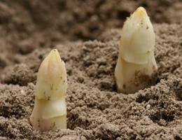 Das Kraut der ausgewachsenen Pflanzen wird im November abgeschnitten, im zweiten Jahr zeigen sich im Sommer die ersten Knospen aus denen im folgenden Jahr die ersten Spargelstangen entstehen.  Das Kraut der ausgewachsenen Pflanzen wird im November abgeschnitten, im zweiten Jahr zeigen sich im Sommer die ersten Knospen aus denen im folgenden Jahr die ersten Spargelstangen entstehen.