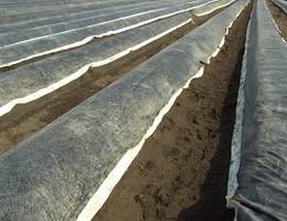 Zum Schutz der Knospen werden die Dämme abgedeckt um eine Verfärbung des Spargels zu verhindern.  Zum Schutz der Knospen werden die Dämme abgedeckt um eine Verfärbung des Spargels zu verhindern.