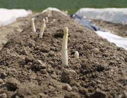 Die Erntezeit des Spargels beträgt ca. 4 bis 8 Wochen.  Die Erntezeit des Spargels beträgt ca. 4 bis 8 Wochen.