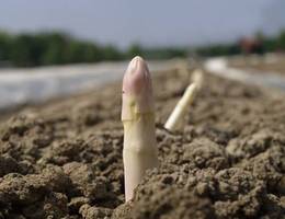 Spargelspitzen Spargelspitzen