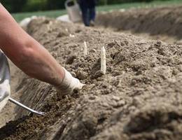 Das Stechen des Spargels erfolgt händisch.  Das Stechen des Spargels erfolgt händisch.