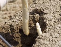 Unter den Erderhebungen befinden sich die Spargelstangen, die zuerst mit den Händen freigegraben werden und dann mit dem Spragelstecher in ca, 30cm Tiefe abgetrennt werden.  Unter den Erderhebungen befinden sich die Spargelstangen, die zuerst mit den Händen freigegraben werden und dann mit dem Spragelstecher in ca, 30cm Tiefe abgetrennt werden.