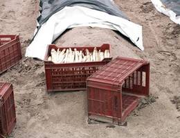 Danach werden die Löcher wieder mit Erde aufgefüllt und der Erddamm geglättet. Der Spargel wird zugeschnitten, gewaschen, sortiert und in den Verkauf gebracht.  Danach werden die Löcher wieder mit Erde aufgefüllt und der Erddamm geglättet. Der Spargel wird zugeschnitten, gewaschen, sortiert und in den Verkauf gebracht.