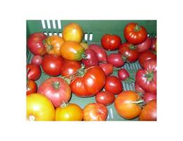 <p>Saftige bunte Toatemvielfalt.</p> <p>Saftige bunte Toatemvielfalt.</p>