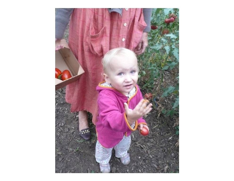 <p>Selbst die Kleinen konnten den süßen saftigen Tomaten nicht widerstehen.</p> <p>Selbst die Kleinen konnten den süßen saftigen Tomaten nicht widerstehen.</p>