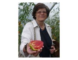 <p>Kochbuchautorin Renate Wagner-Wittula pr&auml;sentiert eine saftig fleischige Tomate, die auf Grund Ihrer flammenartigen Form <strong>Roman Candle <em>(R&ouml;mische Flamme)</em></strong> genannt wird.</p>