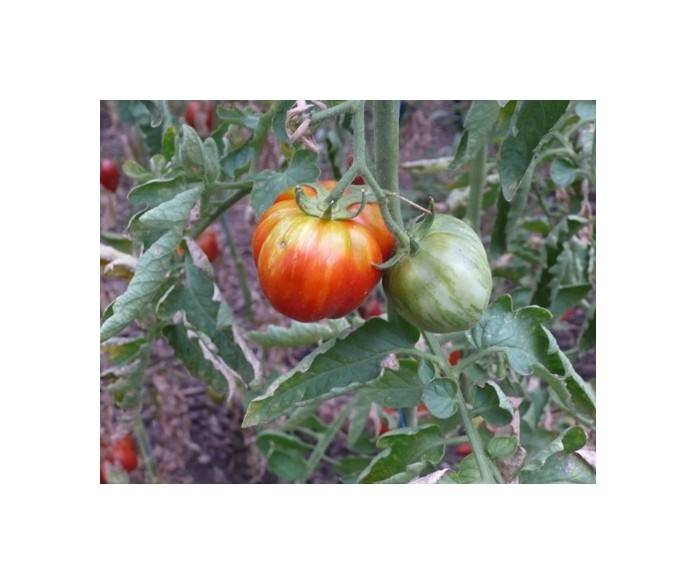 Über 3 200 Tomatensorten wachsen bei Erich Stekovics