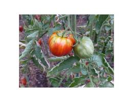 <p>Eine von über 3 200 Tomatensorten.</p> <p>Eine von über 3 200 Tomatensorten.</p>