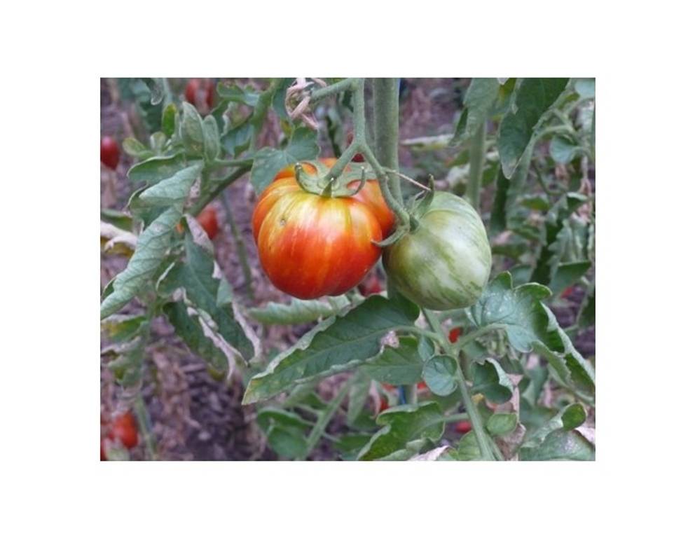 <p>Eine von über 3 200 Tomatensorten.</p> <p>Eine von über 3 200 Tomatensorten.</p>