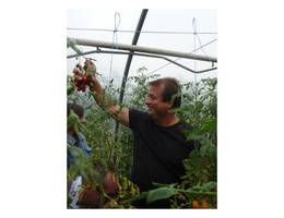 <p>Erich Stekovics präsentiert die chinesische Tomatensorte <strong>Tschio-Tschio-San</strong>.</p> <p>Erich Stekovics präsentiert die chinesische Tomatensorte <strong>Tschio-Tschio-San</strong>.</p>