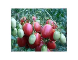 <p>Tschio-Tschio-San Tomaten.</p> <p>Tschio-Tschio-San Tomaten.</p>