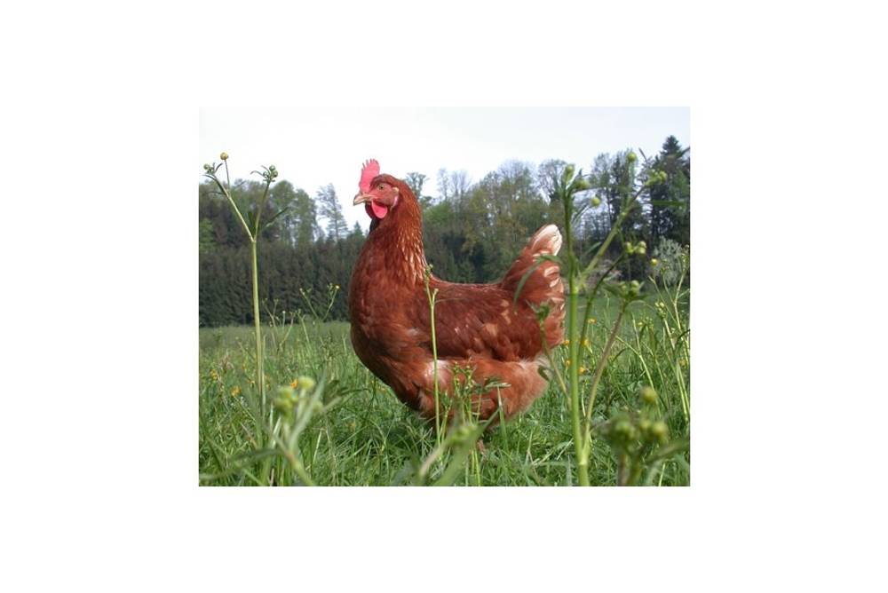 Huhn aus Freilandhaltung Huhn aus Freilandhaltung