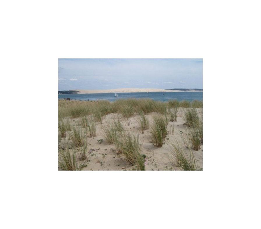 <p>Cap Ferret mit D&uuml;nengras und Blick auf die D&uuml;ne von Pyla</p>