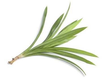 Hühner-Bai-Toey Hühner-Bai-Toey