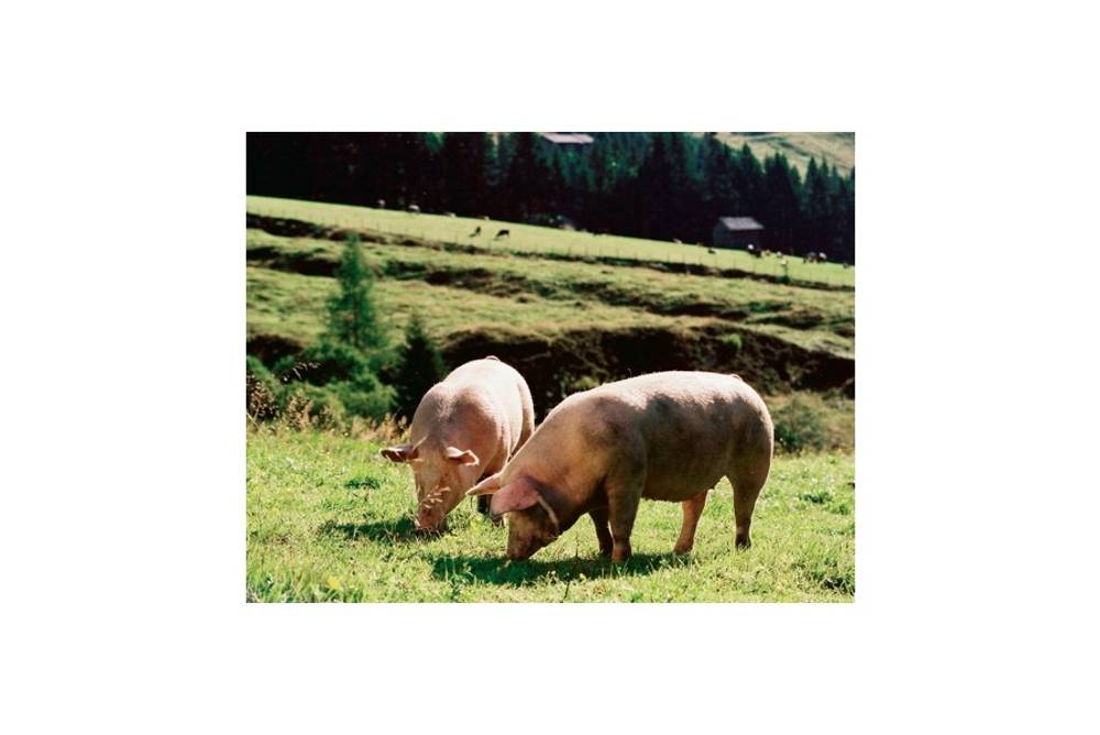Mit Genuss und aus Vernunft: Bio-Fleisch von Ja! Natürlich Mit Genuss und aus Vernunft: Bio-Fleisch von Ja! Natürlich