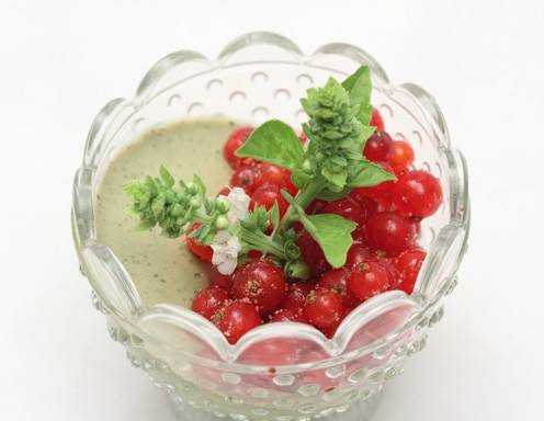 Panna Cotta mit Basilikum und Ribisel Rezept