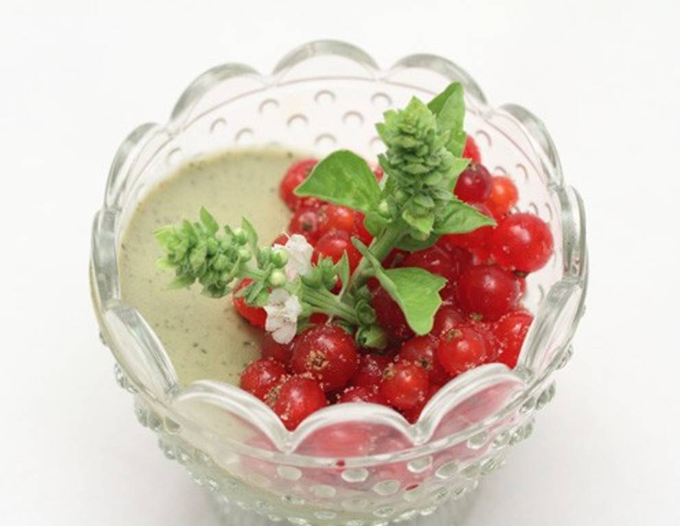 Panna Cotta mit Ribisel und Basilikum Panna Cotta mit Ribisel und Basilikum