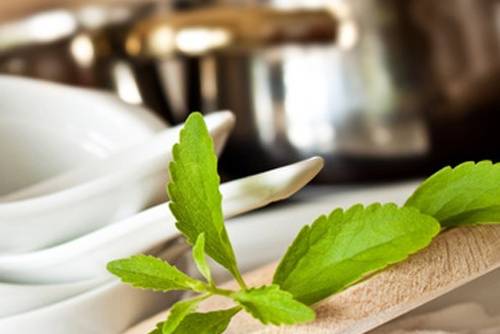 Die besten Stevia Rezepte Die besten Stevia Rezepte