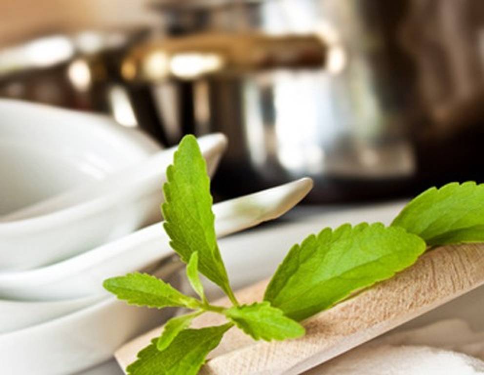 Die besten Stevia Rezepte Die besten Stevia Rezepte