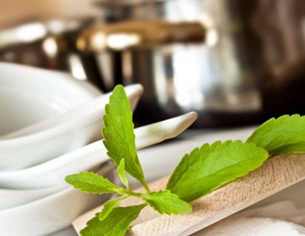 Die besten Stevia Rezepte