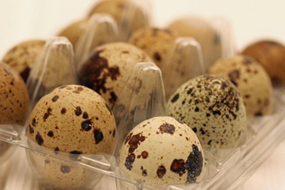 Wachteleier Wachteleier