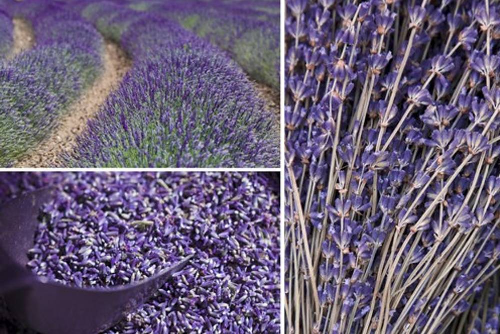 Mit Lavendel kochen & Backen