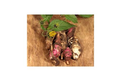 Topinambur Topinambur