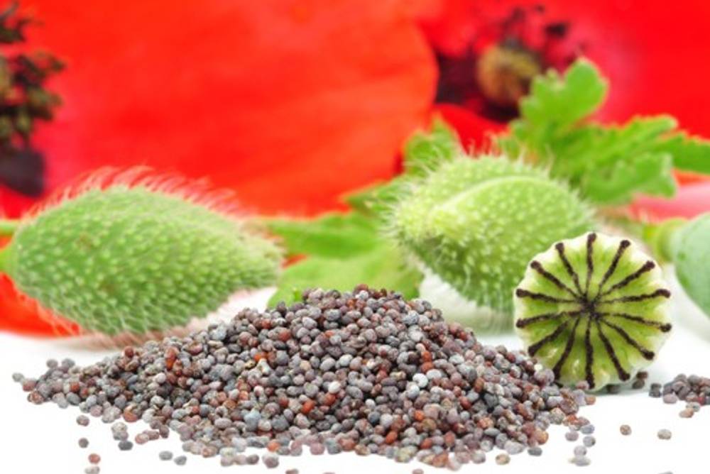 Mohn Rezepte Mohn Rezepte