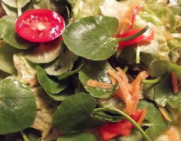 Salat mit Scharbockskraut-Blättern Salat mit Scharbockskraut-Blättern