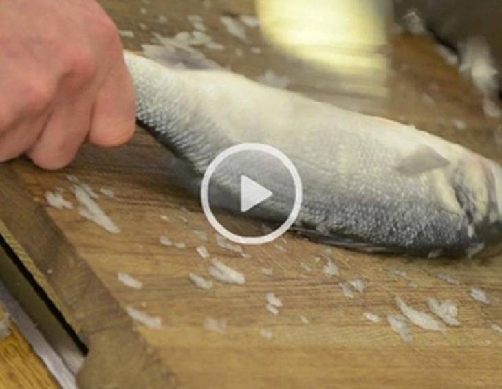 Video - Fisch entschuppen und filetieren