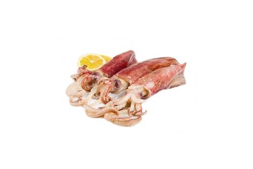 Kalmar /Kalmare/ Calamare Kalmar /Kalmare/ Calamare