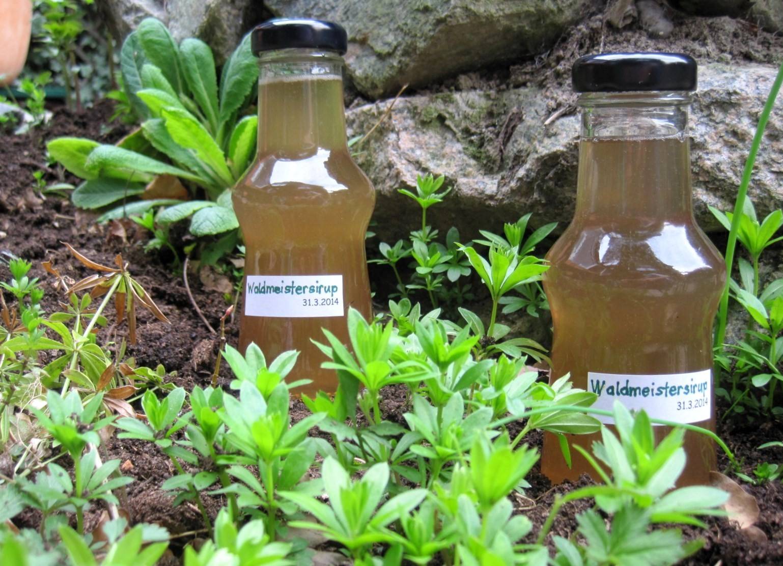 Waldmeistersirup Rezept - ichkoche.ch Waldmeistersirup Rezept - ichkoche.ch