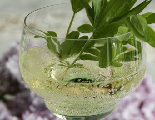 Waldmeister-Bowle mit frischem Waldmeister