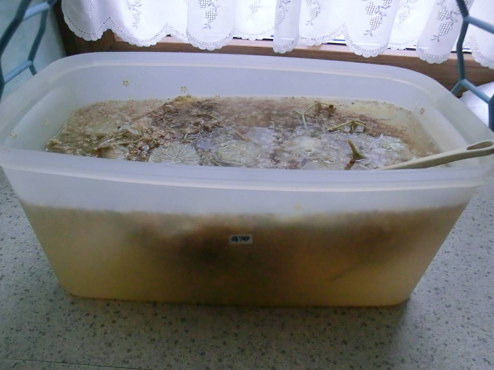 Holunder-Orangen-Sirup Rezept - ichkoche.ch Holunder-Orangen-Sirup Rezept - ichkoche.ch