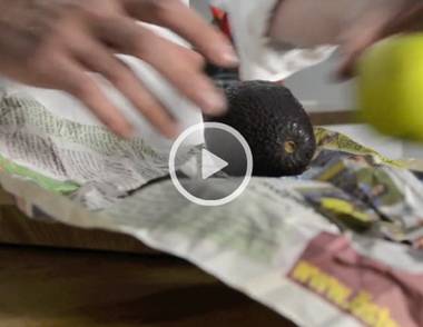 Schneller reife Avocados Sie sehen dieses Bild nicht? Klicken Sie mit der rechten Maustaste darauf und wählen Sie „Bilder herunterladen.“