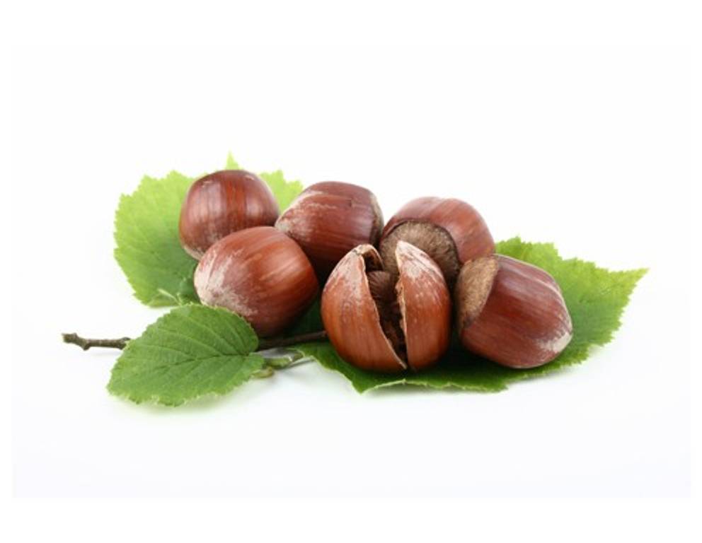 Die Haselnuss Die Haselnuss